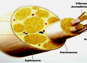 Neurodinámica