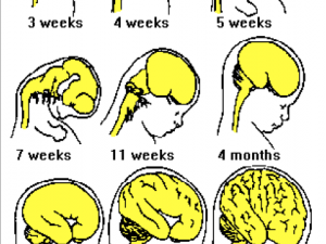 Neuropsicología del desarrollo vs. Neuropsicología del adulto